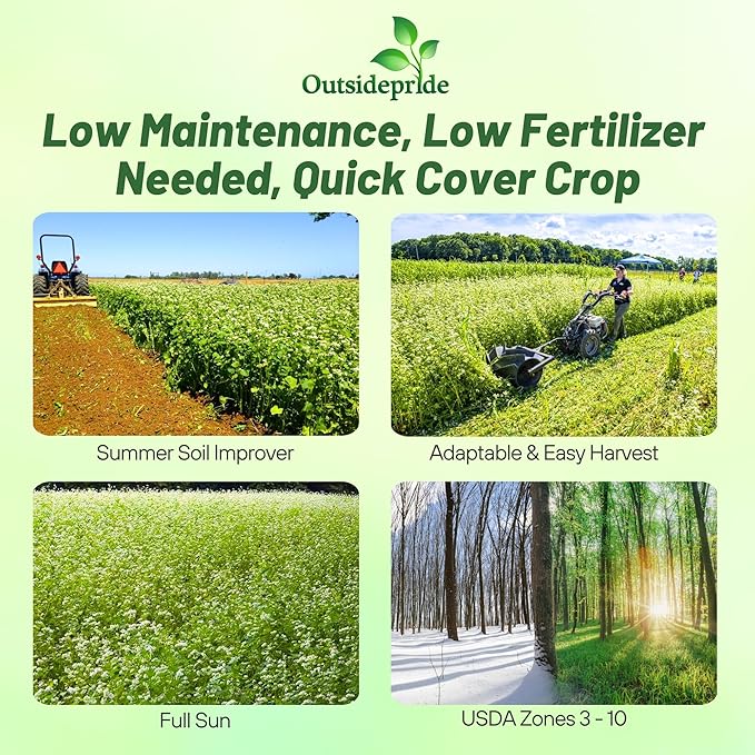 Outsidepride Buckwheat Seeds - 1oz Annual, Fast-Growing, Easy to Grow Buckwheat Cover Crop Seeds for Green Manure, Bee Pasture & Pollinators, Wildlife Habitat, Soil Improvement, and Erosion Control