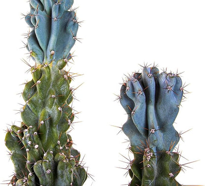 Cactus Outlet - Curiosity Cactus Plants Live, Live Plants Indoor & Outdoor Use, Live Cactus, 36”+ - Rare Large Live Cactus - Landscape Ready Large Cactus Plant Live Delivered Right to Your Door