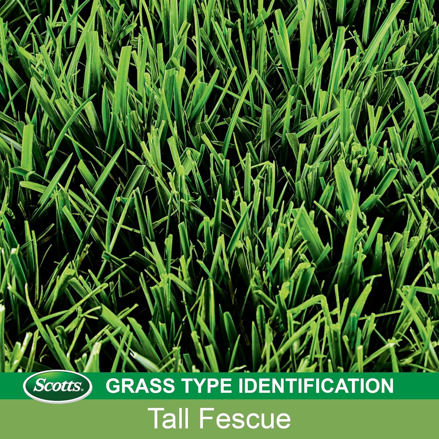 Scotts Turf Builder Grass Seed Tall Fescue Mix, Grows Deep Roots for a Durable, Livable Lawn, 3 lbs.