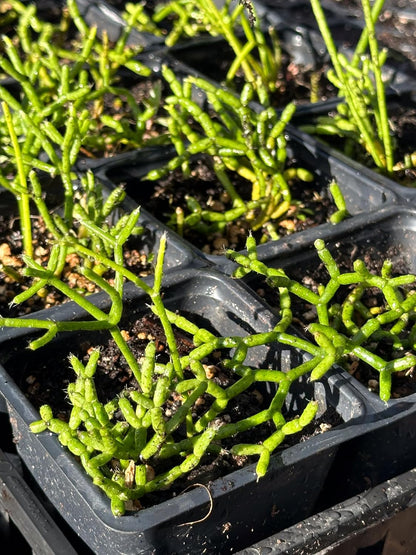 Organic Mistletoe Cactus (Rhipsalis pilocarpa) in 2.5 inch Pot, Hairy-Fruited Wickerware Cactus, Live Rhipsalis pilocarpa Plant, Hairy Pencil Cactus Plant by Smoke Camp Crafts