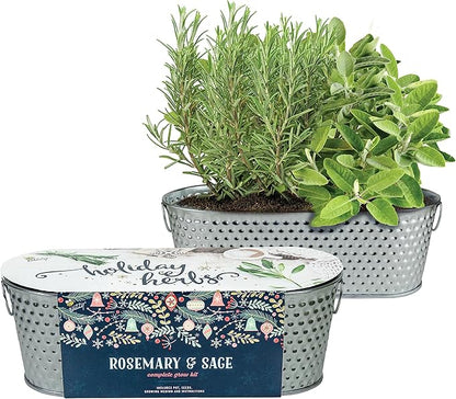 BUZZY Seeds Easy to Grow Rosemary and Sage Windowsill Herb Kit, Decorative Planter Includes Seed Packets and Growing Medium, Indoor Gardening Gift, Seed Starter, Birthday Present Idea