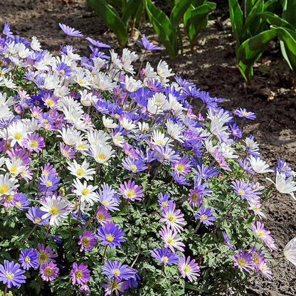 Amazing Deal! Anemone Blanda “Fireworks” – Colorful Perennial Flower Bulbs | Shade-Loving Windflowers in Purple, White, Pink & Blue | Attracts Butterflies & Bees | Zones 3–8 - (30 Bulbs)