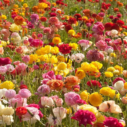 Easy to Grow Ranunculus Tecolote Picotee Mix 10 Plant Bulbs - Beautiful Bicolor Picotee Flowers in Spring, Full Sun Outdoor Zones 8-10 Mediterranean, Carlsbad Flower Fields