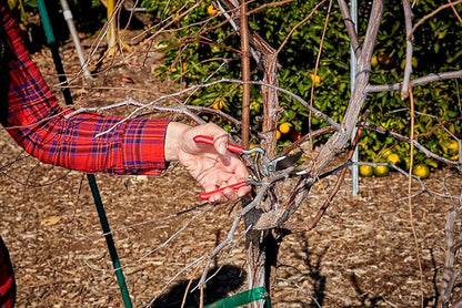 Corona Tools | ClassicCUT Forged Bypass Pruning Shears for Gardening | Cuts Branches and Stems up to 1/2-inch in Diameter | BP 3130