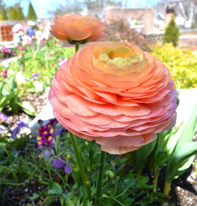 Easy to Grow Ranunculus Tecolote Salmon - 10 Plant Bulbs, Salmon Pink & Orange Flowers in Spring, Full Sun Meditteranean Carlsbad Flower Fields