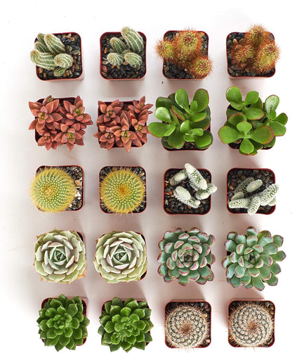 Shop Succulents Premium Live Mini Cactus and Succulent Plants in 2" Pots, Easy Care Indoor or Outdoor Gardening, Terrariums, Favors, & Contemporary Spaces with Hardy, Resilient Varieties, Pack of 100