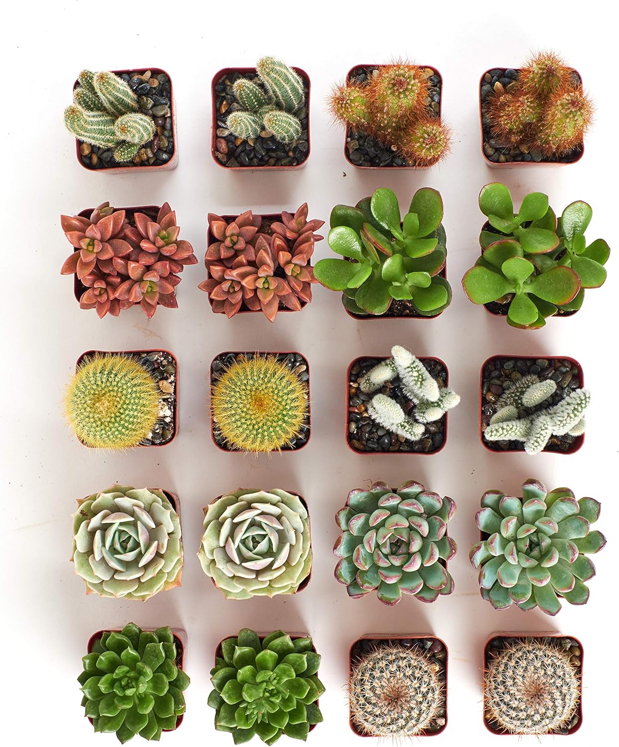 Shop Succulents Premium Live Mini Cactus and Succulent Plants in 2" Pots, Easy Care Indoor or Outdoor Gardening, Terrariums, Favors, & Contemporary Spaces with Hardy, Resilient Varieties, Pack of 40