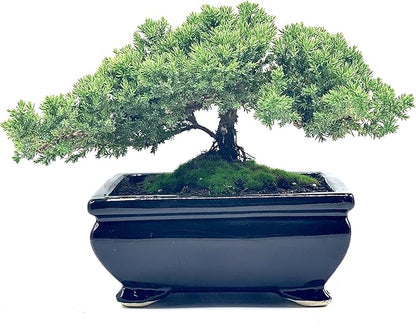 Live Dwarf Juniper Bonsai Tree | Indoor/Outdoor | 100% Handcrafted| Home and Office Décor | Best Gift for Holiday (L)