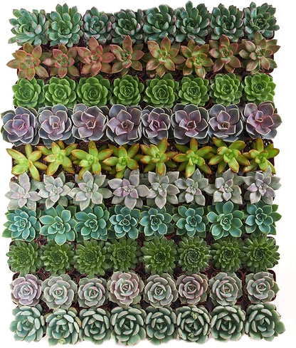 Shop Succulents Rosette Succulent Plant Pack Collection - Live Mini Succulent Plants, Low Maintenance, Floral Shaped Mix of Colors & Textures - Wedding and Party Favors, Gift & Garden, Pack of 100