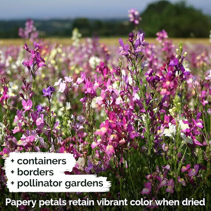 KVITER 5,500 Fairy Bouquet Mix Snapdragon Seeds for Planting (Linaria Maroccana) – Known as Toadflax, Heirloom & Organic – Flower Seeds to Plant Outside & Inside – Garden, Containers, Borders, Beds