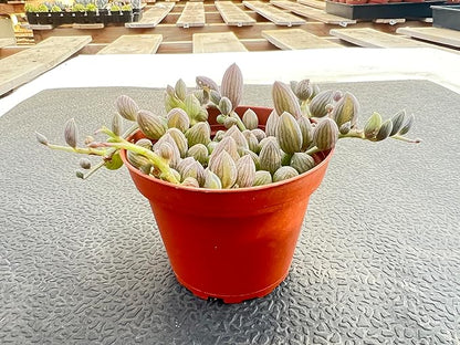 String of Watermelons, Live Trailing Succulent Fully Rooted in 4" Pots with Soil Mix, Rare House Plant for Home Office Wedding Hanging Decoration, DIY Projects, Party Favor