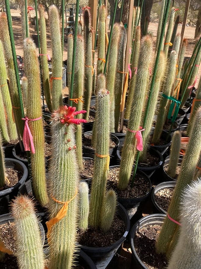 Cactus Outlet - Cactus Plants Live, Live Plants Outdoor & IndoorUse, Live Cactus, Silver Torch