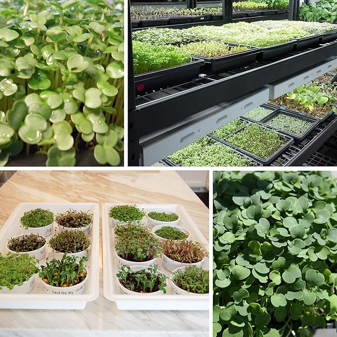 Strawberry Clover - 1 LB ~270,000 Seeds - Hay, Silage, Green Manure or Farm & Garden Cover Crops - Attracts Pollinators