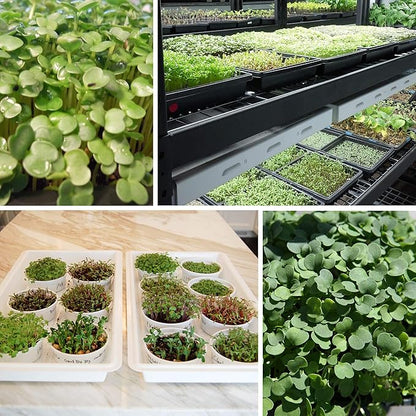 Strawberry Clover - 1 LB ~270,000 Seeds - Hay, Silage, Green Manure or Farm & Garden Cover Crops - Attracts Pollinators