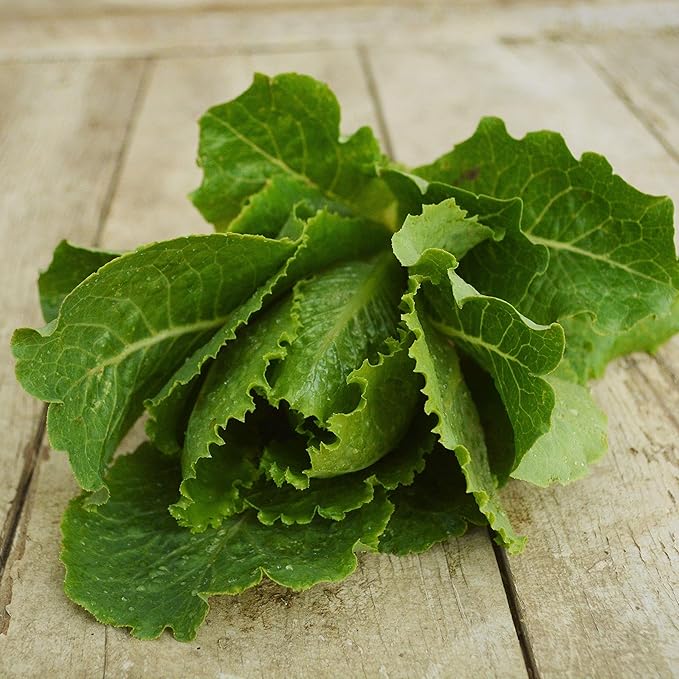 Crisp Mint Romaine Lettuce - 250 Seeds - Heirloom Lettuce Variety, Non-GMO Romaine Lettuce Seeds for Planting, Grow Salad Greens Indoors or Outdoors in Containers or The Garden, Thresh Seed Company