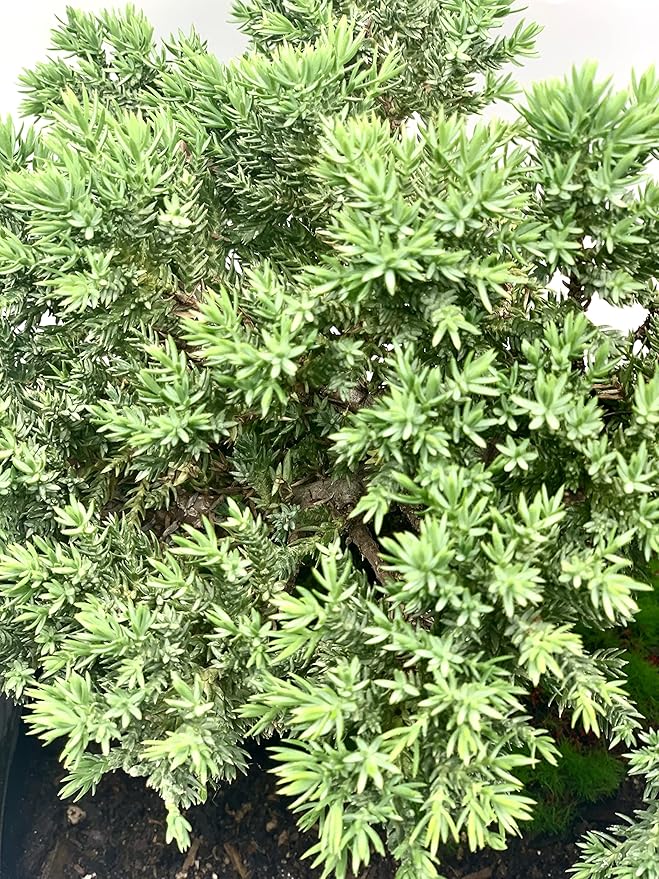 Live Dwarf Juniper Bonsai Tree | Indoor/Outdoor | 100% Handcrafted| Home and Office Décor | Best Gift for Holiday (L)