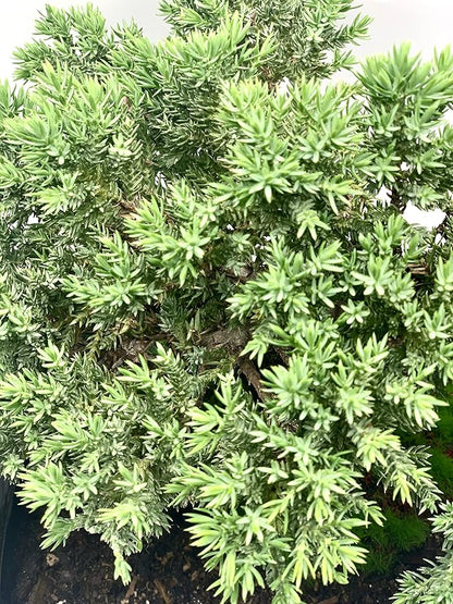 Live Dwarf Juniper Bonsai Tree 12+ Years Old with Bamboo mat| Juniper or Jade Bonsai Tree | Indoor/Outdoor | 100% Handcrafted| Home and Office Décor | Best Gift for Holiday (style3)