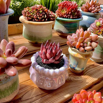 Echeveria Agavoides Romeo Rare Live Succulent Plants, Red 1 Head 2.7" Live Plant, Bare root without Pot Soil, Garden Indoor Office Desk, Wedding Party Baby Shower Decoration, Friend Plant Lovers Gifts