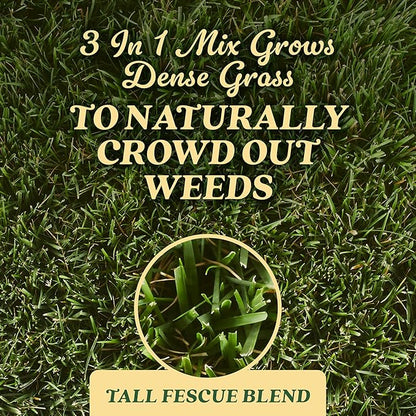 O.M. Scott and Sons Tall Fescue Blend Grass Seed, Fertilizer and Soil Improver, Naturally Crowds Out Weeds, Covers Up to 2,000 sq. ft., 8 lbs.