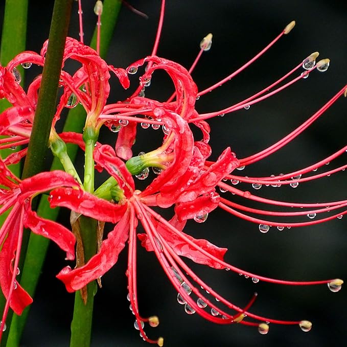 Easy to Grow Lycoris Red 'Spider Lily' Plant Bulbs (3 Pack) - Red Flowering Blooms in Summer to Fall Gardens