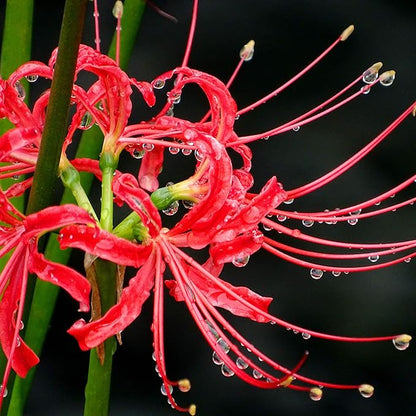 Easy to Grow Lycoris Red 'Spider Lily' Plant Bulbs (3 Pack) - Red Flowering Blooms in Summer to Fall Gardens