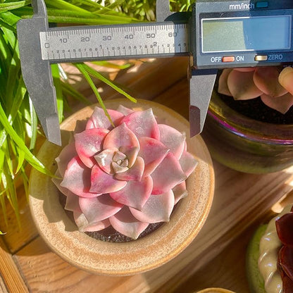 FWPP Live Succulents Plants Graptopetalum Purple Delight 2.5 inches,Rare Purple Succulents Bare Root Without Pot Soil, Live Plants Indoor Office Decoration Wedding and Gift