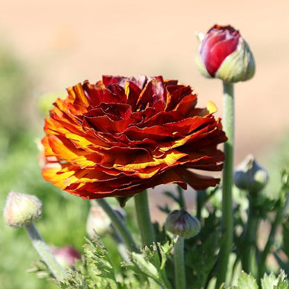 Easy to Grow Ranunculus Tecolote Picotee Mix 10 Plant Bulbs - Beautiful Bicolor Picotee Flowers in Spring, Full Sun Outdoor Zones 8-10 Mediterranean, Carlsbad Flower Fields