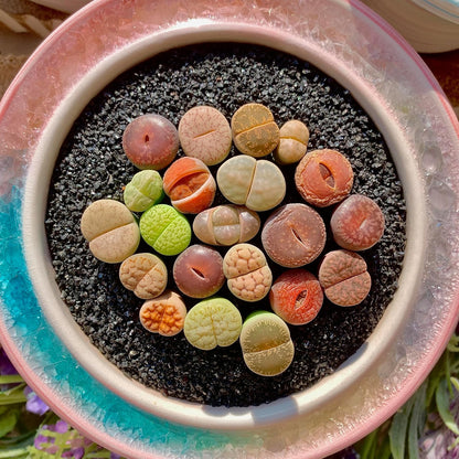 Lithops Succulent Plants Live – 0.4-0.6" 100 Pcs Rare Living Stones Mix, Succulents Bare Root Without Pot & Soil, Easy-Care Indoor Office Desk Decoration, Unique Plant Gifts for Succulent Lovers