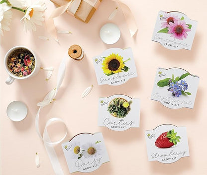 BUZZY Seeds Terracotta Mini Grow Pots 6-Pack – Indoor Gardening Seed Starter Kit with Herbs & Flowers – DIY Grow Your Own Plants Kit for Beginners