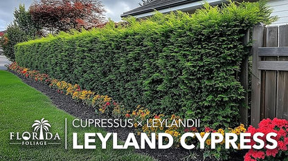 Leyland Cypress |2 Large Gallon Size Plants | Cupressocyparis leylandii | Fast Growing Privacy Trees, Evergreen Landscape Plants, Drought Tolerant, Low Maintenance, Windbreak, Hardy