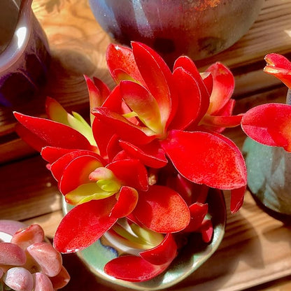 FWPP Crassula capitella 'Campfire' Live Succulent Plant in 3 Inch, Bright Red Leaves, Bare Root Without Pot Soil, Low Maintenance Houseplant, Great Gift for Plant Lovers & Home Decor