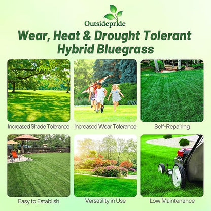 Outsidepride SPF-30 Hybrid Bluegrass Seeds - 10 lbs. Heat & Drought Tolerant, Texas Bluegrass & Kentucky Bluegrass Seed Mix for Challenging Climates, OptiGrowth Coated for Better Establishment
