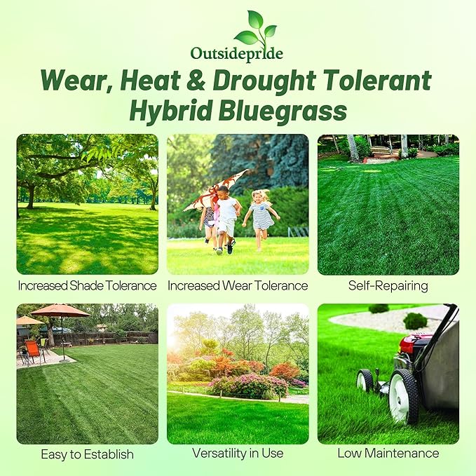 Outsidepride SPF-30 Hybrid Bluegrass Seeds - 50 lbs. Heat & Drought Tolerant, Texas Bluegrass & Kentucky Bluegrass Seed Mix for Challenging Climates, OptiGrowth Coated for Better Establishment