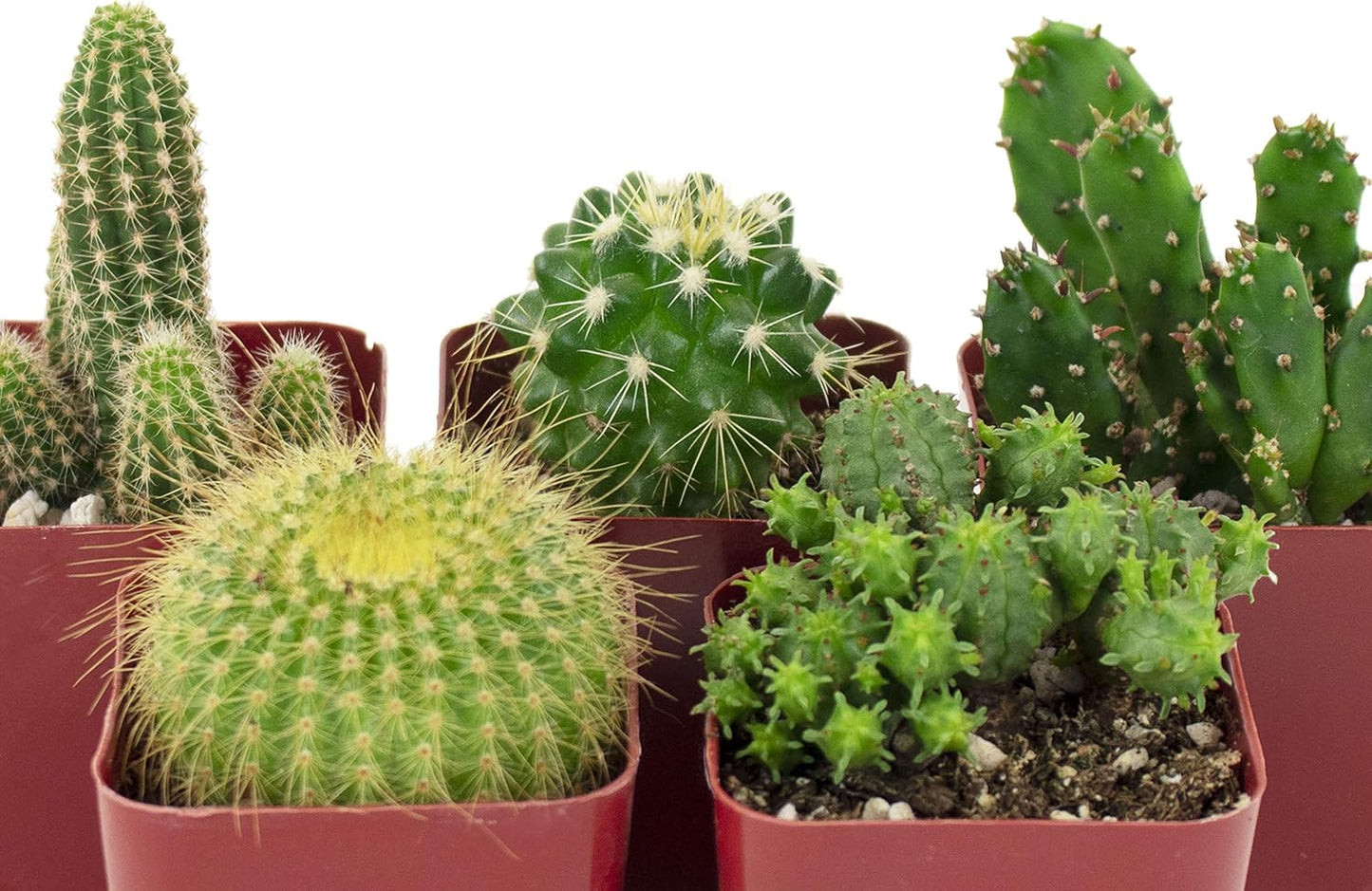 Shop Succulents | Can't Touch This Collection | Assortment of Hand Selected, Fully Rooted Live Indoor Cacti Plants, 5-Pack