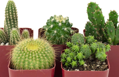 Shop Succulents | Can't Touch This Collection | Assortment of Hand Selected, Fully Rooted Live Indoor Cacti Plants, 5-Pack
