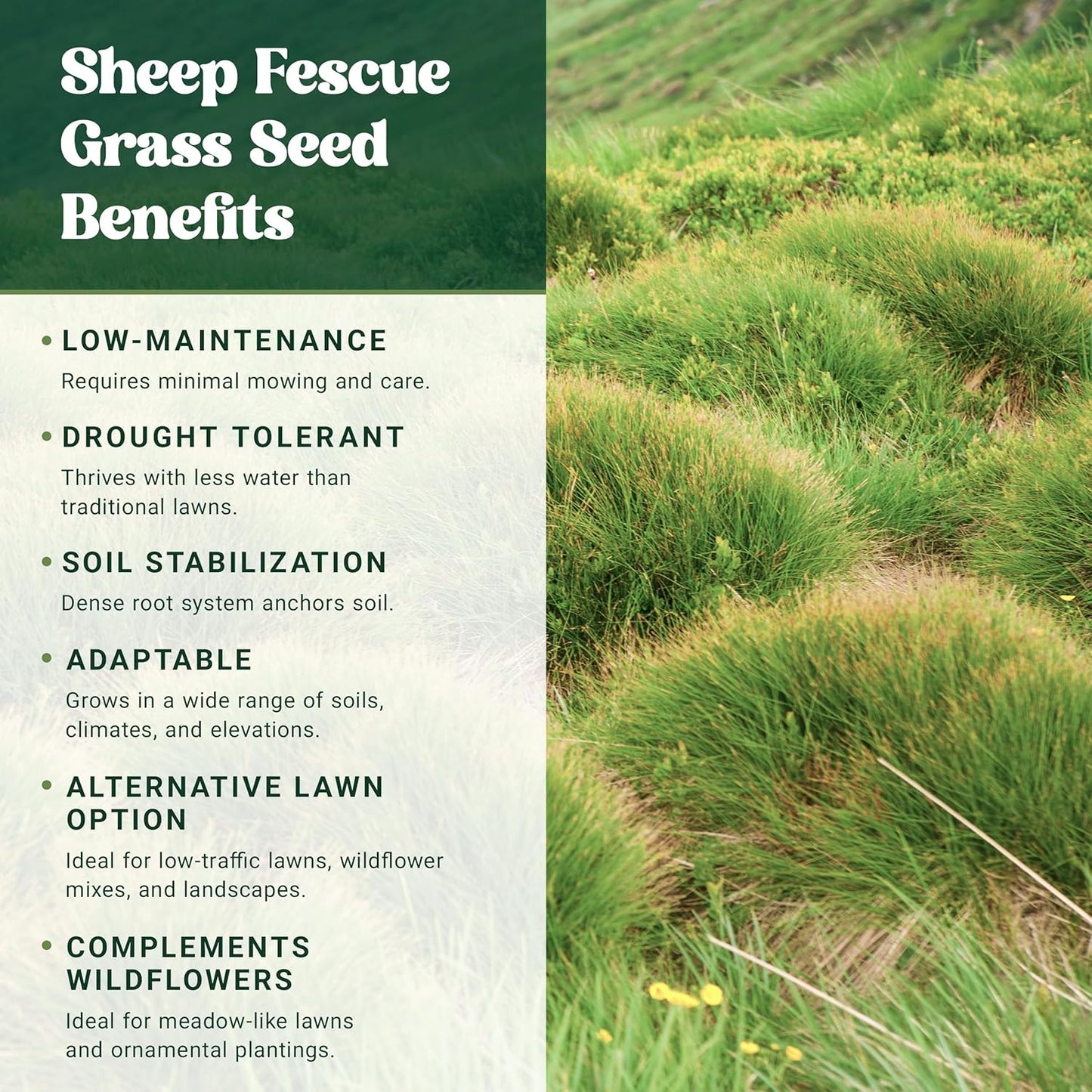 Nature’s Seed Sheep Fescue Grass Seed, Drought Tolerant, for Garden, Lawn, Yard, 5 Lbs