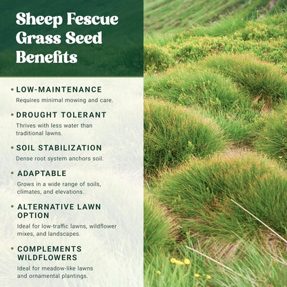 Nature’s Seed Sheep Fescue Grass Seed, Drought Tolerant, for Garden, Lawn, Yard, 5 Lbs