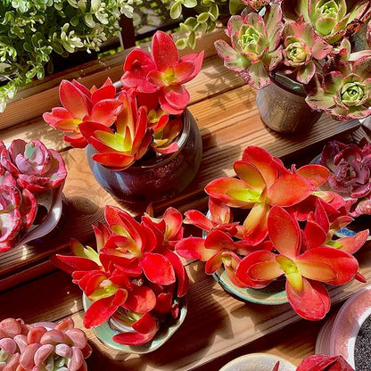 FWPP Crassula capitella 'Campfire' Live Succulent Plant in 3 Inch, Bright Red Leaves, Bare Root Without Pot Soil, Low Maintenance Houseplant, Great Gift for Plant Lovers & Home Decor