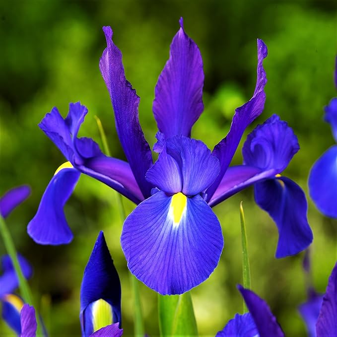 Easy to Grow Dutch Iris Telstar 20 Plant Bulbs - Blue Violet & Yellow Flowers in Spring to Summer, Full Sun Outdoor