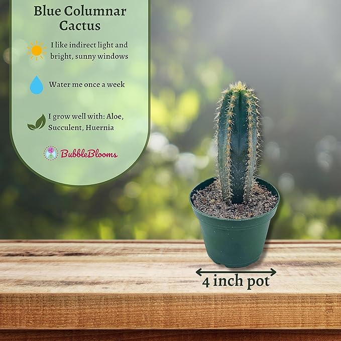 BubbleBlooms Blue Columnar Cactus, Pilosocereus pachycladus Cacti, Column Blue Torch, in a 4 inch Pot