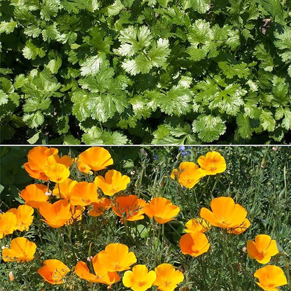 Ferry-Morse Beneficial Bug Mix Bulk Wildflower Seeds, 1lb