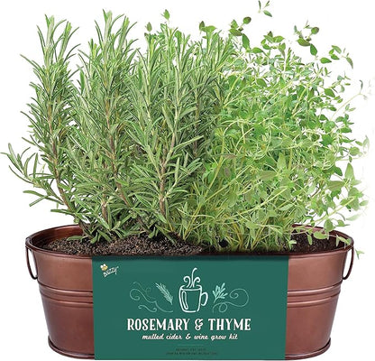 BUZZY Seeds Indoor Herb Garden Kit | Grow Rosemary and Thyme with Non-GMO Seeds | DIY Windowsill Planter Starter Set for Kitchen Countertop, Indoor Gardening, Holiday Gift, Home Decor