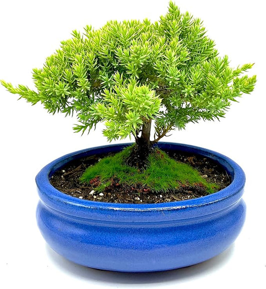 Live Dwarf Juniper Bonsai Tree Small | Indoor/Outdoor | 100% Handcrafted| Home and Office Décor | Best Gift for Holiday