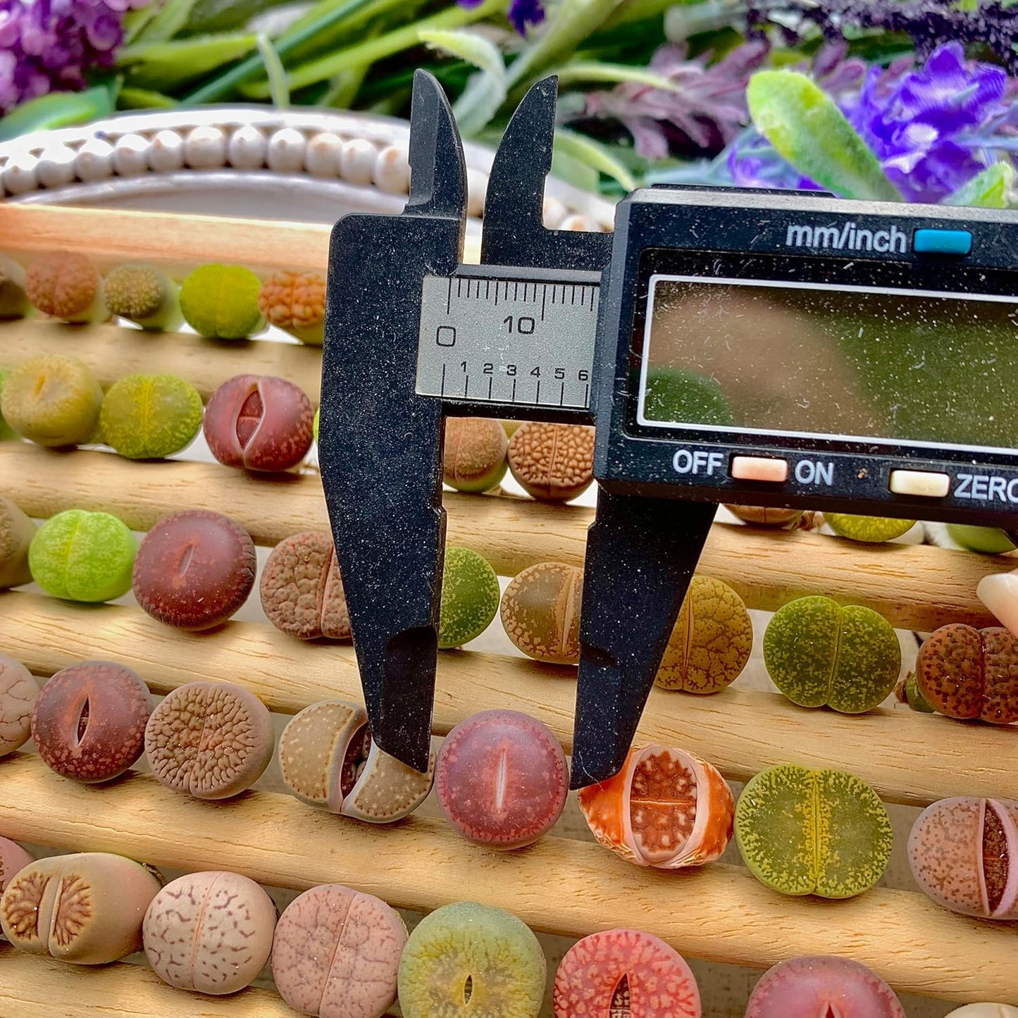 Lithops Succulent Plants Live – 0.4-0.6" 10 Pcs Rare Living Stones Mix, Succulents Bare Root Without Pot & Soil, Easy-Care Indoor Office Desk Decoration, Unique Plant Gifts for Succulent Lovers