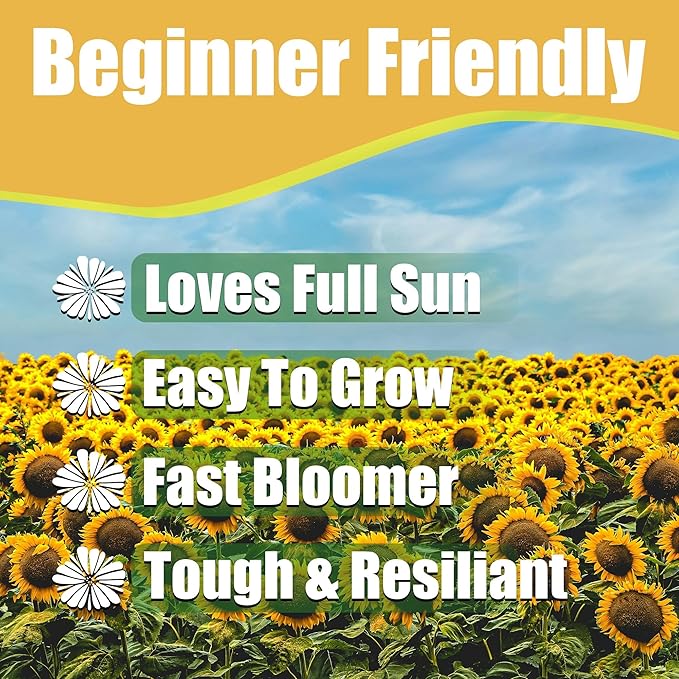 Park Seed Variety of Sunflower Plant Seeds, Easy to Grow, Perfect for Spring Garden, Tickseed, Pack of 75