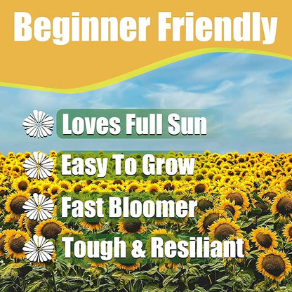 Park Seed Variety of Sunflower Plant Seeds, Easy to Grow, Perfect for Spring Garden, Tickseed, Pack of 75