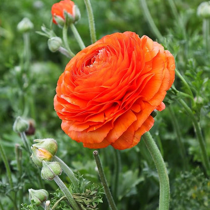 Easy to Grow Ranunculus Tecolote Sunset 10 Plant Bulbs - Bright Orange Flowers in Spring, Full Sun Outdoor Zones 8-10, Mediterranean Carlsbad Flower Fields