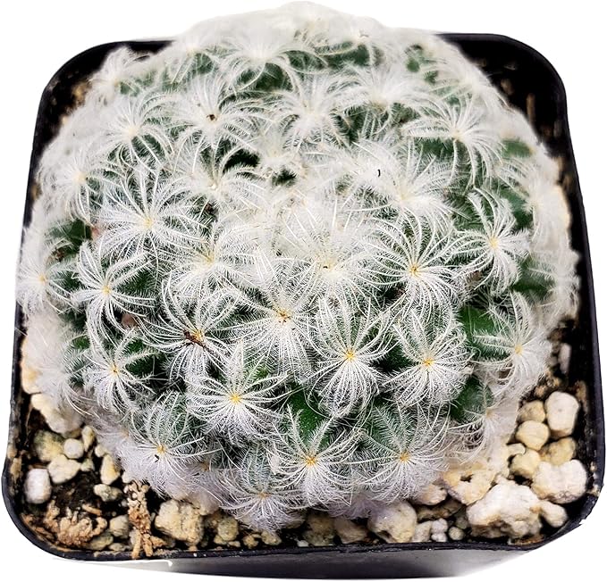 Fat Plants San Diego Mini Cactus Plants in Plastic Planters