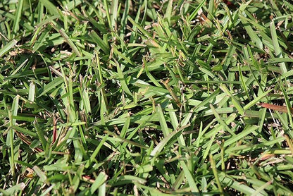 Centipede Grass Seed for a Dense Green Lawn, NO Mulch, 1 lb Coated Seeds, Sun and Moderate Shade Tolerant Lawn Seeding and Turf Patch Repair, Southern Southeast US, Low Fertilizer Low Maintenance
