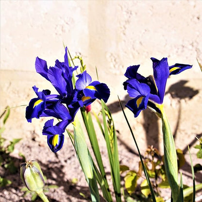 Easy to Grow Dutch Iris Telstar 20 Plant Bulbs - Blue Violet & Yellow Flowers in Spring to Summer, Full Sun Outdoor